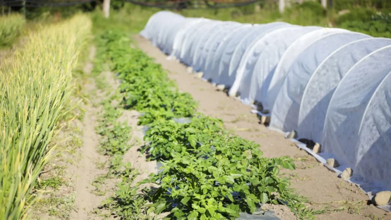 Lona Agrícola: Como Proteger Sua Produção com o Melhor Material